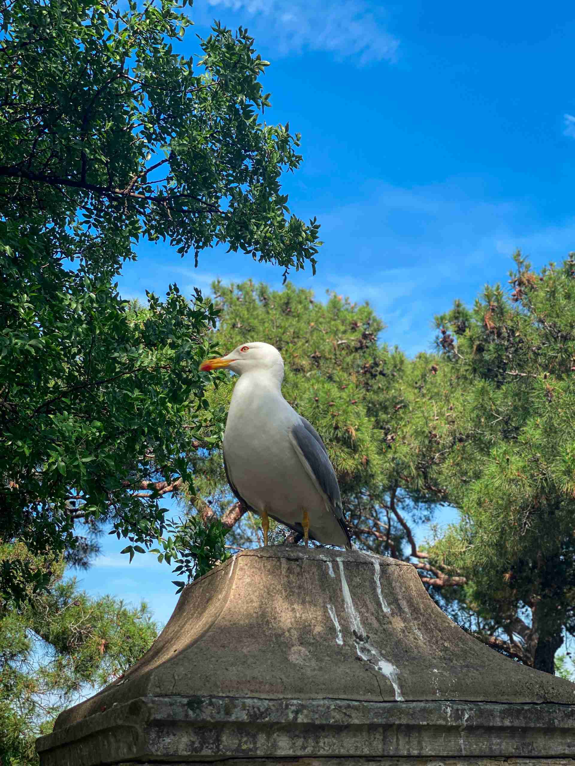 how-to-clean-bird-poop-off-concrete-effective-methods-for-stain